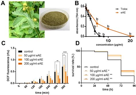  Agrimony: Un Estrattore di Antiossidanti per il Futuro della Nutrizione Funzionale?