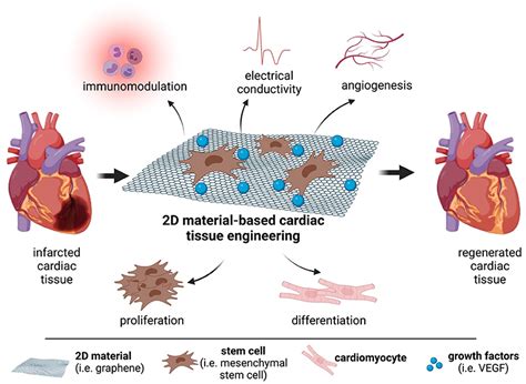 Elastina: Una Meraviglia Naturale per Impianti Cardiaci e Rigenerazione Tissutale!